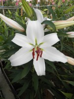 [1825 Constanta 2N No01.JPG]